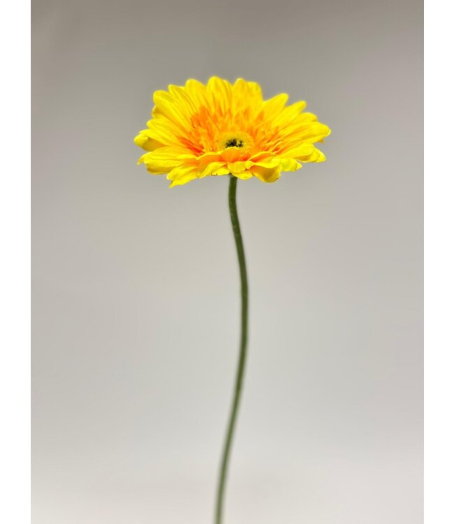 gerbera | geel | 63 centimeter | Per stuk te bestellen