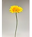 gerbera | geel | 63 centimeter | Per stuk te bestellen