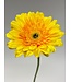 gerbera | geel | 63 centimeter | Per stuk te bestellen