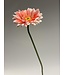 gerbera | zalm | 63 centimeter | Per stuk te bestellen