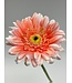 gerbera | zalm | 63 centimeter | Per stuk te bestellen