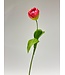 tulp | roze | 48 centimeter | Per stuk te bestellen