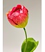 tulp | roze | 48 centimeter | Per stuk te bestellen