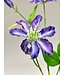 clematis | paars | 73 centimeter | Per stuk te bestellen