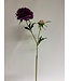 scabiosa | paars | 59 centimeter | Per stuk te bestellen