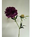 scabiosa | paars | 59 centimeter | Per stuk te bestellen