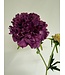 scabiosa | paars | 59 centimeter | Per stuk te bestellen