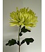 chrysant | groen | 60 centimeter | Per stuk te bestellen