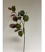 eucalyptus | groen roze | 72 centimeter | Per stuk te bestellen