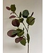 eucalyptus | groen roze | 72 centimeter | Per stuk te bestellen