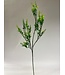 ligustrum | groen | 72 centimeter | Per stuk te bestellen