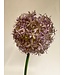 allium | lila | 76 centimeter | Per stuk te bestellen