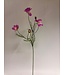 cosmea | roze | 90 centimeter | Per stuk te bestellen