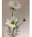 cosmea | wit | 90 centimeter | Per stuk te bestellen