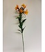 alstroemeria | oranje| 75 centimeter | Per stuk te bestellen