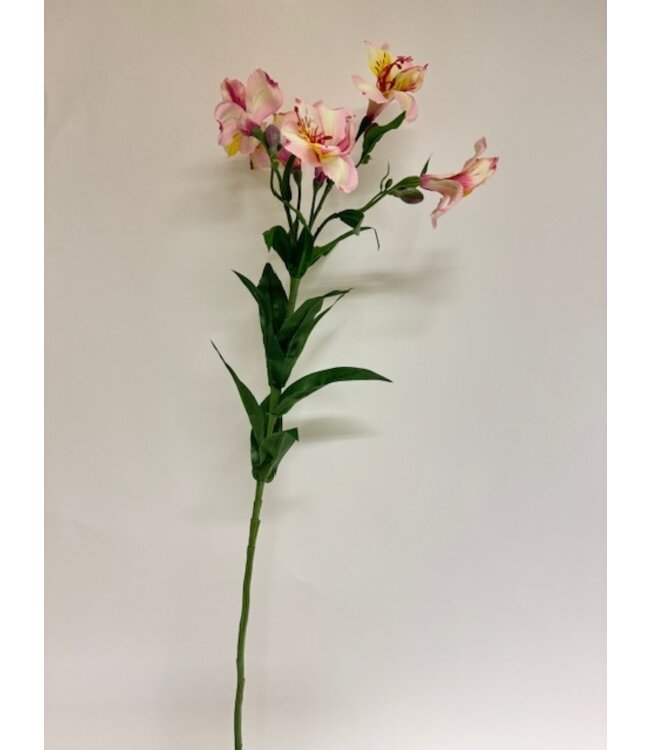 alstroemeria | licht roze| 75 centimeter | Per stuk te bestellen