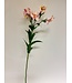 alstroemeria | licht roze| 75 centimeter | Per stuk te bestellen