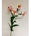 alstroemeria | licht roze| 75 centimeter | Per stuk te bestellen