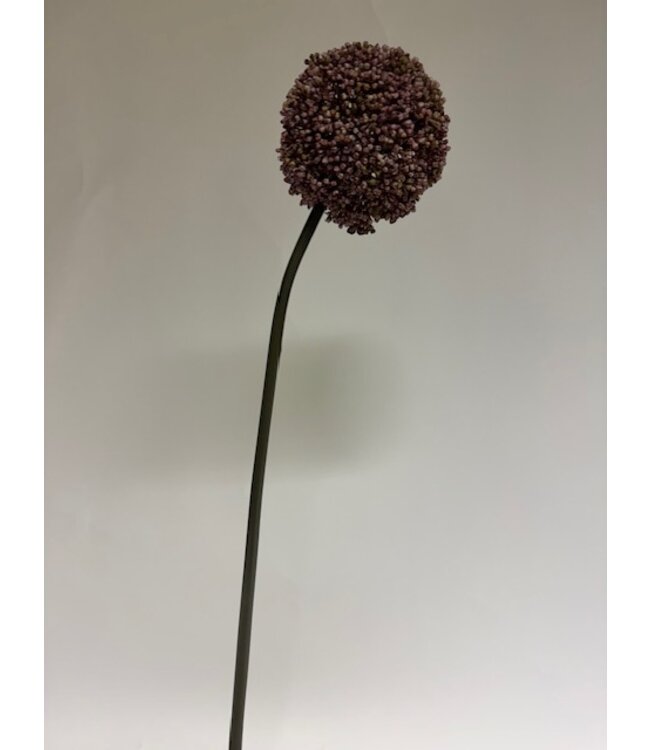 allium | lila | 75 centimeter | Per stuk te bestellen