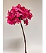 hortensia | hard roze | 50 centimeter | Per stuk te bestellen