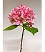 hortensia | licht roze | 45 centimeter | Per stuk te bestellen