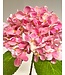 hortensia | licht roze | 45 centimeter | Per stuk te bestellen