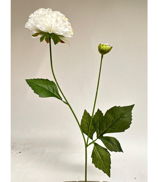 dahlia  | wit | 70 centimeter | Per stuk te bestellen