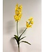 orchidee dendrobium | geel | 52 centimeter | Per stuk te bestellen