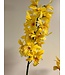 orchidee dendrobium | geel | 52 centimeter | Per stuk te bestellen