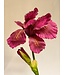 iris | paars | 80 centimeter | Per stuk te bestellen