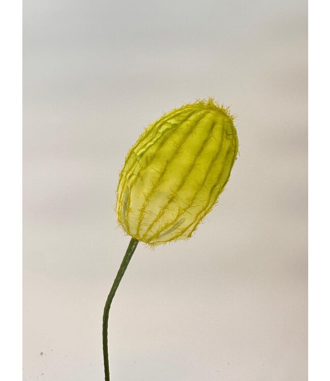 zaadbol asclepias | groen | 22 centimeter | Per stuk te bestellen