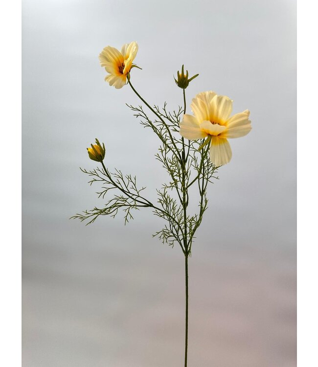 cosmea | creme | 90 centimeter | Per stuk te bestellen