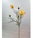 cosmea | creme | 90 centimeter | Per stuk te bestellen