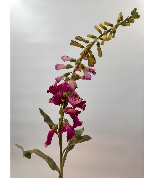 vingerhoedskruid | roze | 93 centimeter | Per stuk te bestellen