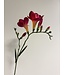 freesia| fuchsia | 65 centimeter | Per stuk te bestellen