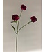 dahlia | fuchsia | 68 centimeter | Per stuk te bestellen