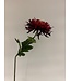 dahlia | rood | 54 centimeter | Per stuk te bestellen