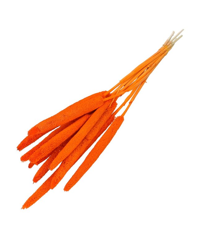 Orange Bapala dried flowers | Length 65 centimetres | Ordered per bunch of 10 pieces