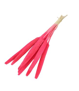 4A Fuchsia Bapala droogbloemen | Lengte 65 centimeter | Per bos van 10 stuks