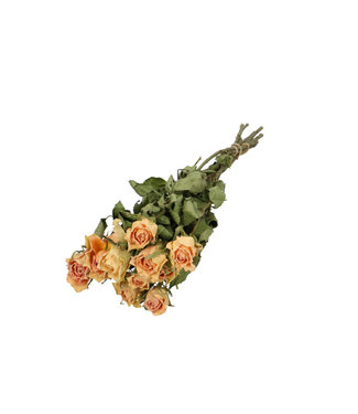 4A Apricot-coloured dried roses | Roses dried flowers | 10 roses per bunch | Length 40 centimetres | Per bunch