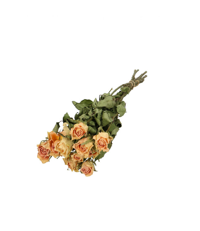 Apricot-coloured dried roses | Roses dried flowers | 10 roses per bunch | Length 40 centimetres | Order per bunch