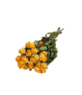 4A Roses séchées en spray jaune | Fleurs séchées en spray | 10 roses par bouquet | Longueur 40 centimètres | Par bouquet