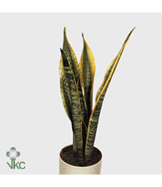 ME Sansevieria Laurentii ( x 4 )