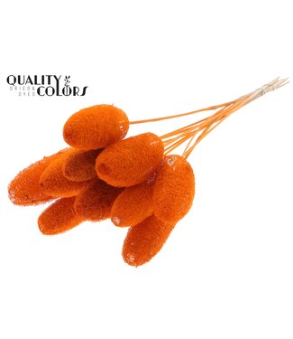 QC Luffa Mini on stem Orange ( x 50 )