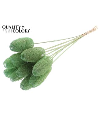 QC Luffa Mini on stem Mint Green ( x 50 )