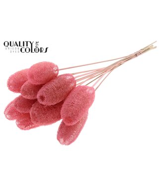 QC Luffa Mini on stem Light Pink ( x 50 )