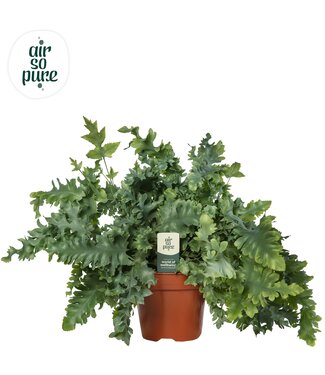 ME Phlebodium Davana - Air So Pure ( x 6 )