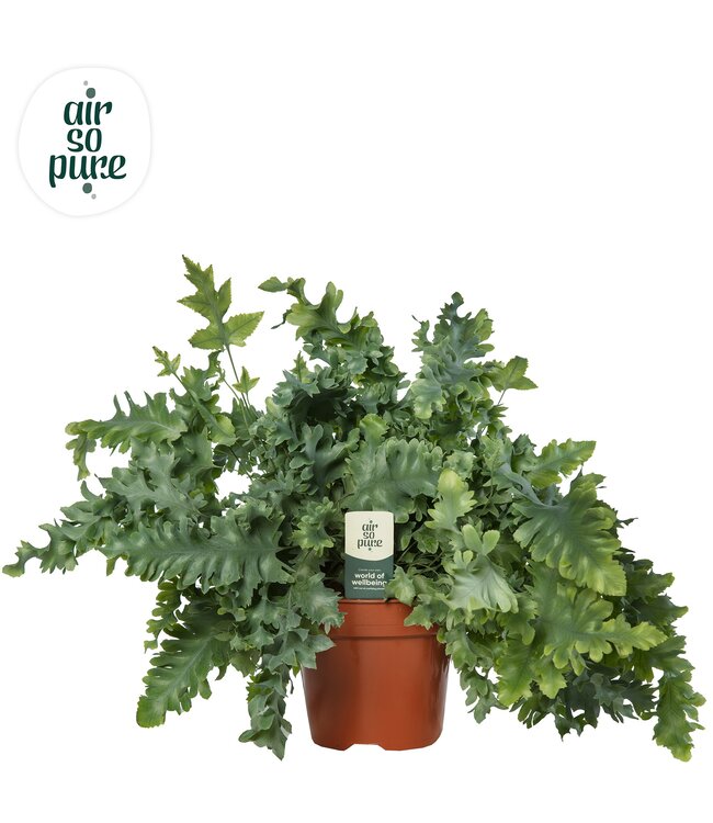 Phlebodium Davana - Air So Pure ( x 6 )