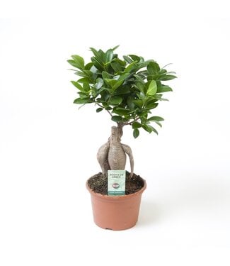 ME Ficus Micr. Ginseng ( x 6 )