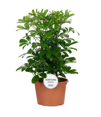 ME Schefflera Nora Toef ( x 3 )